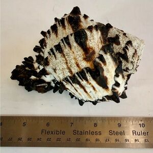 Large Black Zebra Murex Seashell Natural Conch Unique Rare Real